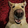 animal, canine, close_up, cute, dog, ears, expression, funny, fur, happy, indoor, lying_down, muzzle, nose, pet, playful, portrait, red_carpet, smiling, tongue