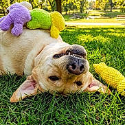 Jinx joined the competition — help win amazing prizes! dog, grass, park, plush_toy, yellow, green, purple, sunlight, outdoor, playful, canine, smiling, pet, toy, nature, fun, happy, animal, relaxed, summer