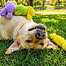 dog, grass, park, plush_toy, yellow, green, purple, sunlight, outdoor, playful, canine, smiling, pet, toy, nature, fun, happy, animal, relaxed, summer