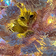 Darwin joined the competition — help win amazing prizes! cat, orange_tabby, christmas_tree, pink_tree, holiday_lights, curious, pet, animal, feline, whiskers, closeup, festive, indoors, soft_lighting, playful, tree_branches, decorations, cozy, cute, holiday