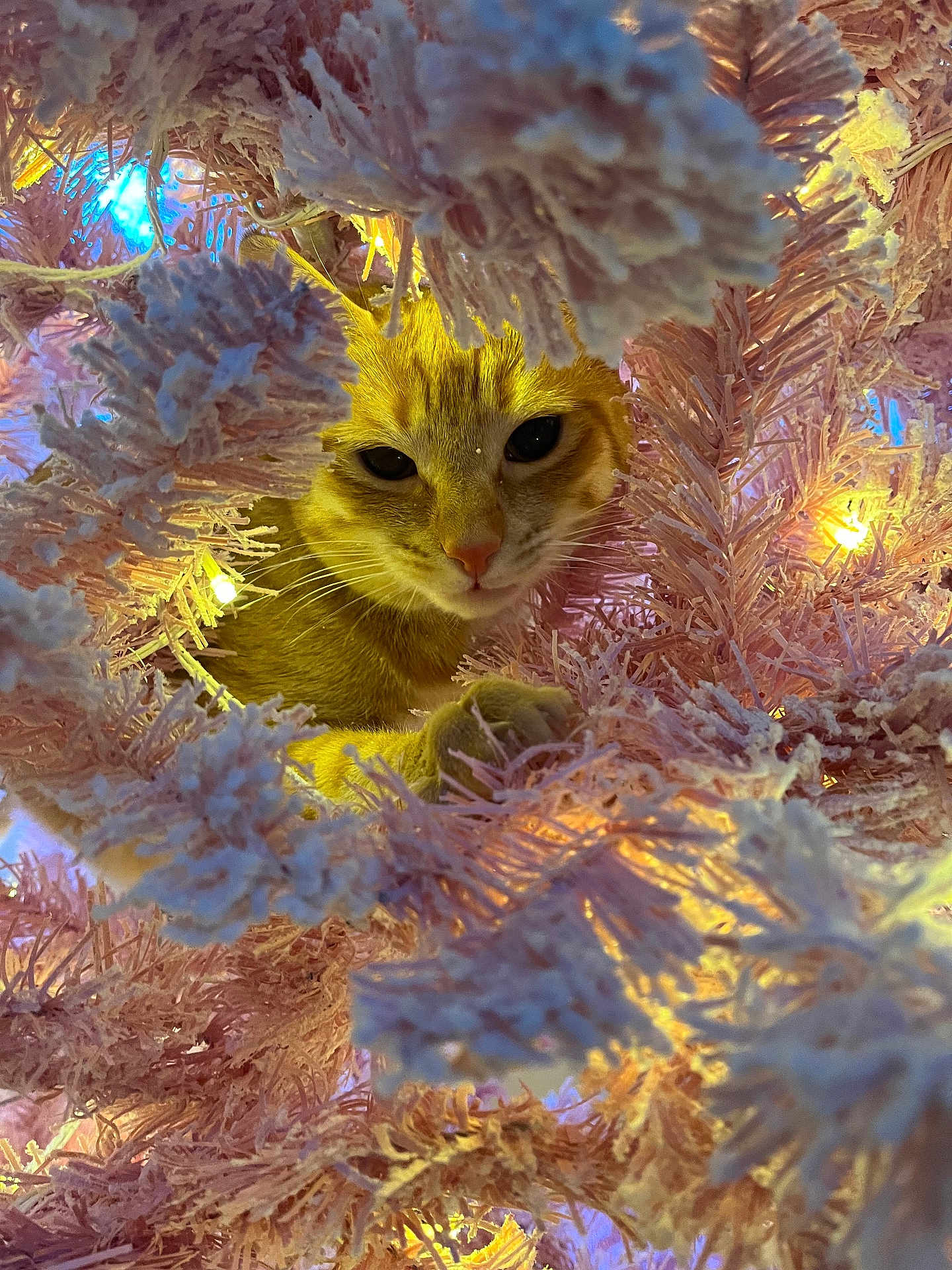 Darwin joined the competition — help win amazing prizes! cat, orange_tabby, christmas_tree, pink_tree, holiday_lights, curious, pet, animal, feline, whiskers, closeup, festive, indoors, soft_lighting, playful, tree_branches, decorations, cozy, cute, holiday