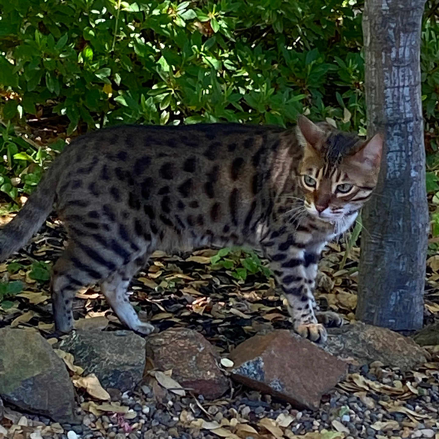 Argo is registered to the contest to win money with this photo: alert, animal, camouflage, cat, daylight, eyes, feline, fur, greenery, ground, leaf, mammal, nature, outdoor, pet, rock, spotted, tree, walking, wildlife