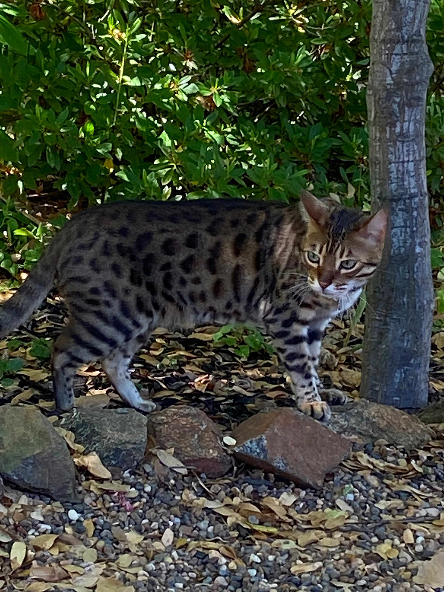 Argo is registered to the contest to win money with this photo: cat, animal, outdoor, nature, greenery, tree, rock, leaf, spotted, feline, wildlife, ground, pet, mammal, walking, camouflage, fur, eyes, alert, daylight