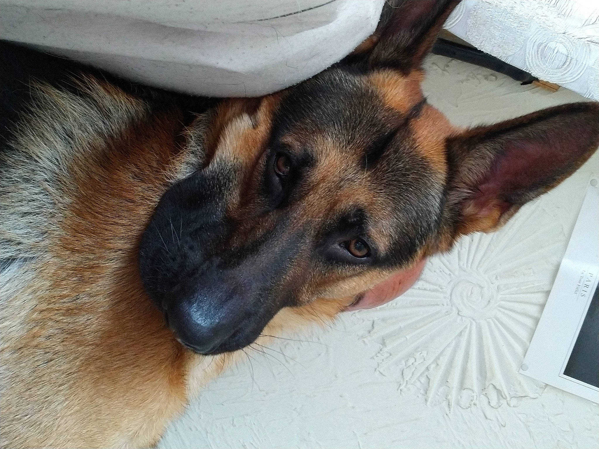 Patton a rejoint le concours — aidez-le/la à gagner de superbes lots ! belgian_shepherd, belgian_shepherd_malinois, canidae, carnivore, dog, dog_breed, ear, east_european_shepherd, eye, fawn, german_shepherd_dog, king_shepherd, kunming_wolfdog, mammal, nose, old_german_shepherd_dog, organ, snout, vertebrate, working_dog