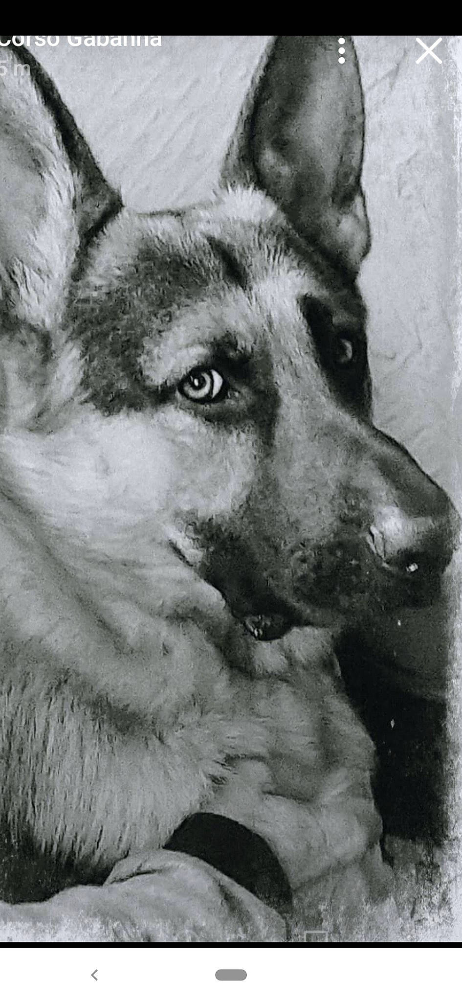 Patton a rejoint le concours — aidez-le/la à gagner de superbes lots ! ancient_dog_breeds, black_and_white, black_norwegian_elkhound, canidae, carnivore, czechoslovakian_wolfdog, dog, dog_breed, east_european_shepherd, german_shepherd_dog, jamthund, king_shepherd, kunming_wolfdog, mammal, native_american_indian_dog, norwegian_elkhound, saarloos_wolfdog, seppala_siberian_sleddog, shiloh_shepherd_dog, vertebrate