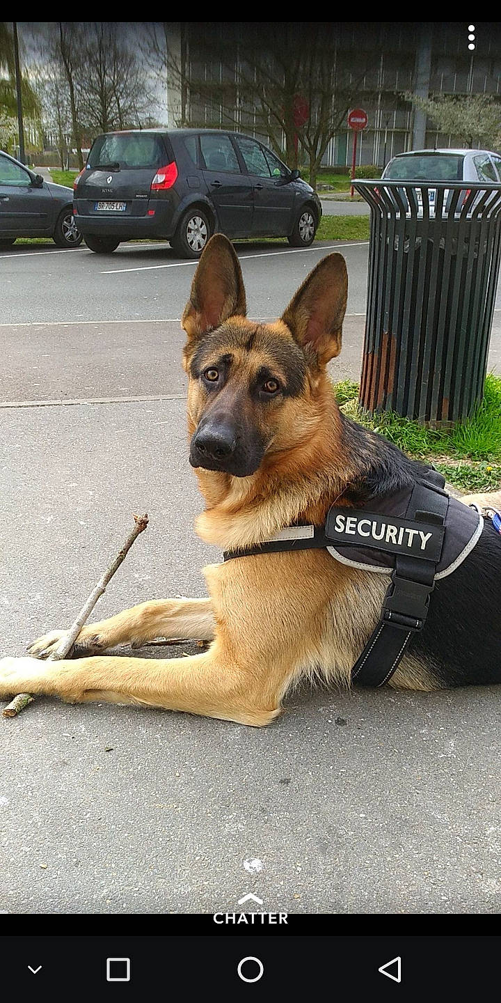 Patton a rejoint le concours — aidez-le/la à gagner de superbes lots ! belgian_shepherd, belgian_shepherd_malinois, canidae, carnivore, dog, dog_breed, east_european_shepherd, fawn, german_shepherd_dog, king_shepherd, kunming_wolfdog, law_enforcement, mammal, old_german_shepherd_dog, police_dog, rare_breed_dog, shiloh_shepherd_dog, snout, vertebrate, working_dog