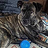 animal, black, blanket, blue_ball, brindle, brown, canine, dog, ears, eyes, fur, furniture, indoor, laying_down, patterned, pet, relaxed, resting, texture, toy