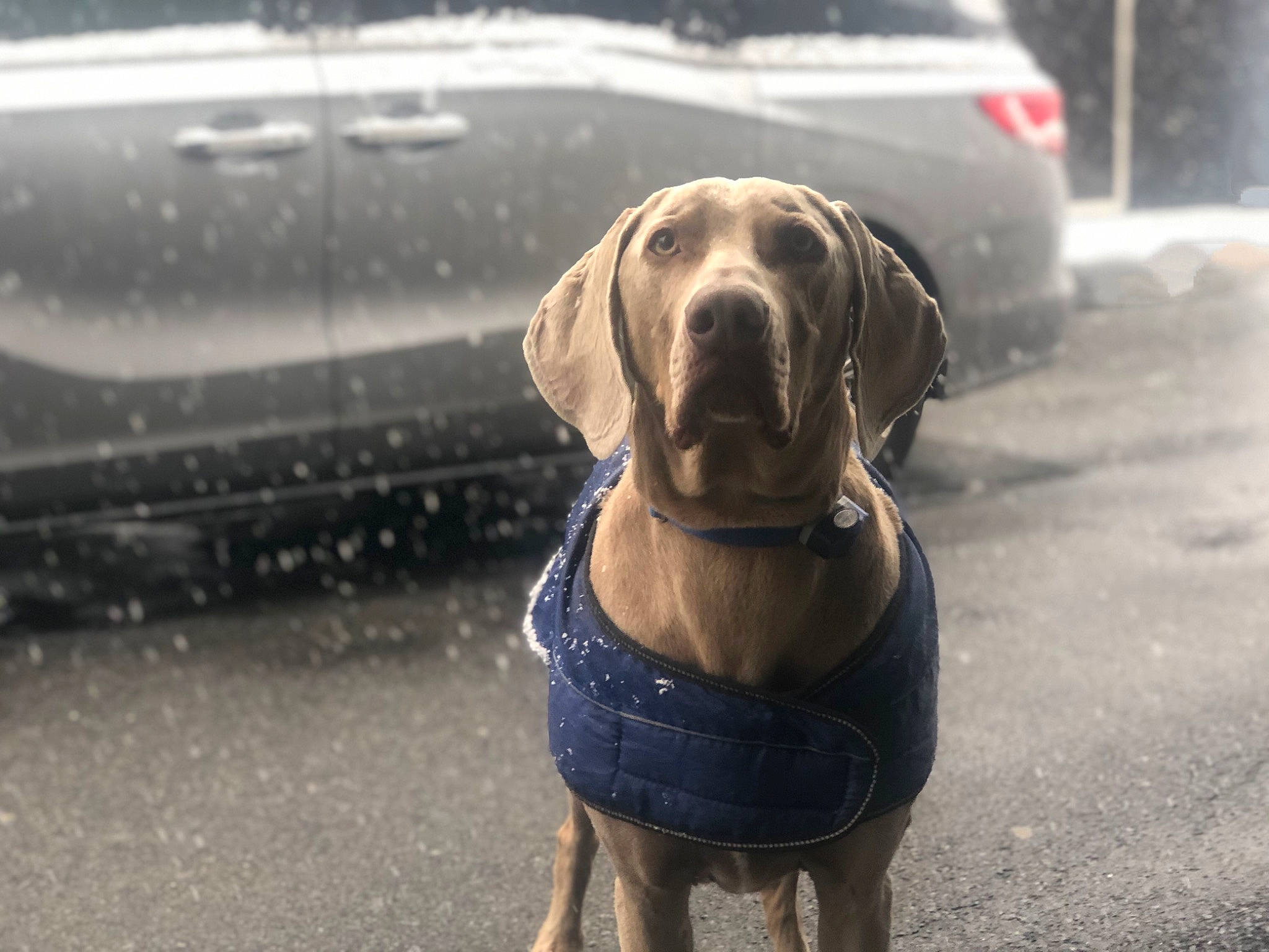 Wundermutt joined the competition — help win amazing prizes! broholmer, canidae, carnivore, dog, dog_breed, fawn, hunting_dog, labrador_retriever, mammal, pointer, pointing_breed, rhodesian_ridgeback, snout, sporting_group, vizsla, weimaraner, working_dog