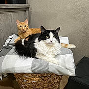 Maverick And Chloe is registered to the contest to win money with this photo: abyssinian, angora, animal, architecture, basket, bed, blanket, canine, cat, couch, cushion, dog, dogbed, furniture, hardwood, homedecor, kitten, manx, pet, wood