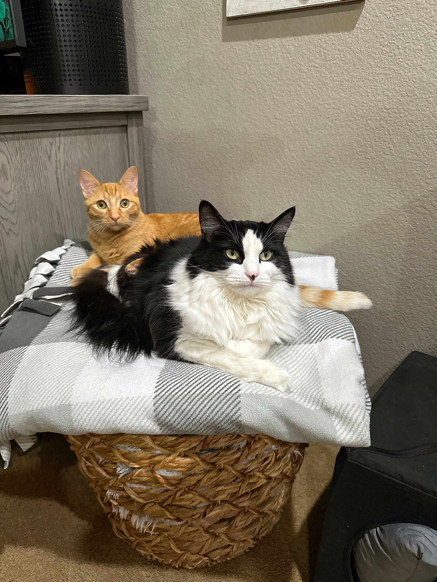 Maverick And Chloe is registered to the contest to win money with this photo: abyssinian, angora, animal, architecture, basket, bed, blanket, canine, cat, couch, cushion, dog, dogbed, furniture, hardwood, homedecor, kitten, manx, pet, wood