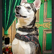 Flocki participe au concours pour gagner de l'argent avec cette photo : dog, husky, pet, animal, indoor, harness, festive, holiday, green_background, wreath, nutcracker, portrait, canine, ears, fur, cute, alert, decor, christmas, celebration