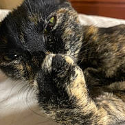 Lily joined the competition — help win amazing prizes! animal, bed, cat, close_up, cozy, cute, domestic_animal, face, fur, indoor, lying_down, mammal, paw, pet, relaxed, resting, sleepy, soft, tortoiseshell_cat, whiskers