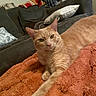 Griffey joined the competition — help win amazing prizes! animal, blanket, cat, couch, cozy, ears, face, feline, fur, ginger_cat, home, indoor, living_room, orange_fur, pet, pillow, relaxed, resting, stretching, whiskers