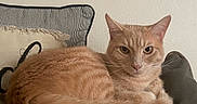Griffey joined the competition — help win amazing prizes! animal, cat, cozy, curious, cushion, domestic_cat, ears, eyes, feline, fur, ginger_cat, home, indoor, laying, looking, pet, pillow, relaxed, resting, whiskers