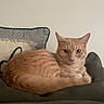 animal, cat, cozy, curious, cushion, domestic_cat, ears, eyes, feline, fur, ginger_cat, home, indoor, laying, looking, pet, pillow, relaxed, resting, whiskers