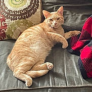 Griffey is registered to the contest to win money with this photo: animal, blanket, cat, cozy, curious, cute, domestic, feline, fur, ginger_cat, home, indoor, leather_couch, living_room, mammal, pet, pillow, relaxed, resting, whiskers