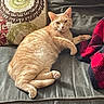 animal, blanket, cat, cozy, curious, cute, domestic, feline, fur, ginger_cat, home, indoor, leather_couch, living_room, mammal, pet, pillow, relaxed, resting, whiskers