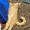 Griffey is registered to the contest to win money with this photo: animal, blue_basket, carpet, cat, claws, cozy, curious, cute, feline, fur, home, indoor, lying_down, orange_tabby, paw, pet, pillow, relaxed, tail, whiskers