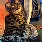 Max joined the competition — help win amazing prizes! cat, tabby, curious, indoor, cozy, fluffy, bed, curtain, fan, striped, pet, animal, feline, relaxed, wide_eyes, whiskers, tail, paws, close_up, resting