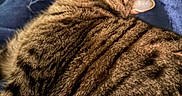 Max joined the competition — help win amazing prizes! animal, bed, blanket, cat, closeup, comfort, cozy, domestic_animal, feline, fur, indoor, mammal, pet, relaxed, resting, sleeping, striped, tabby_cat, texture, whiskers