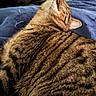 animal, bed, blanket, cat, closeup, comfort, cozy, domestic_animal, feline, fur, indoor, mammal, pet, relaxed, resting, sleeping, striped, tabby_cat, texture, whiskers