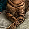 animal, blanket, cat, comfort, cozy, cute, domestic, ears, eyes, feline, fur, indoor, paws, pet, portrait, relaxed, resting, striped, tabby, whiskers