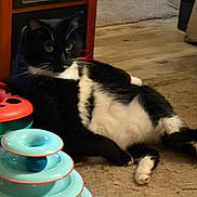 Vinnie joined the competition — help win amazing prizes! cat, black_and_white, indoor, carpet, heater, toy, relaxed, feline, pet, animal, cozy, home, floor, curious, whiskers, laying_down, domestic_cat, fur, plaything, resting