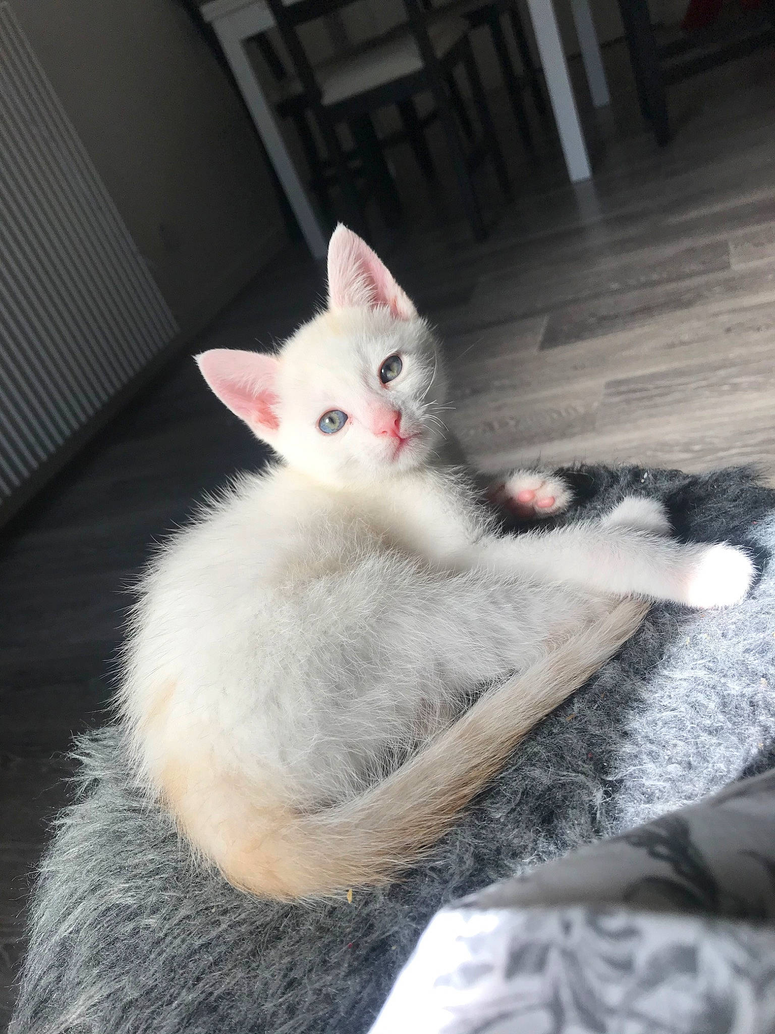 Snow a rejoint le concours — aidez-le/la à gagner de superbes lots ! asian, burmilla, carnivore, cat, colorpoint_shorthair, domestic_short_haired_cat, ear, felidae, fur, javanese, khao_manee, kitten, mammal, ojos_azules, small_to_medium_sized_cats, tail, turkish_angora, turkish_van, vertebrate, whiskers