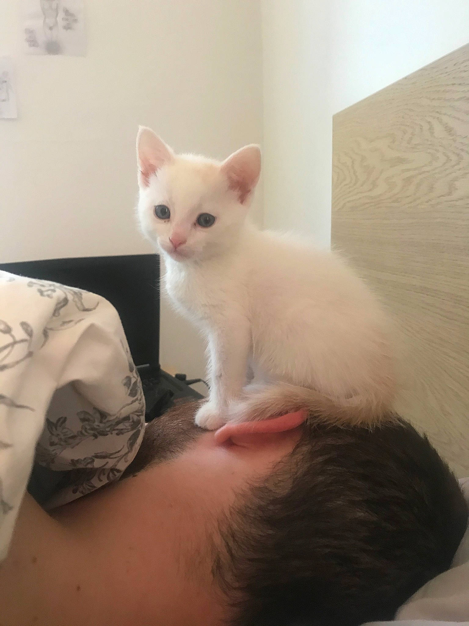 Snow a rejoint le concours — aidez-le/la à gagner de superbes lots ! asian, burmilla, carnivore, cat, colorpoint_shorthair, cornish_rex, ear, eye, felidae, german_rex, javanese, khao_manee, kitten, mammal, skin, small_to_medium_sized_cats, turkish_angora, turkish_van, vertebrate, whiskers