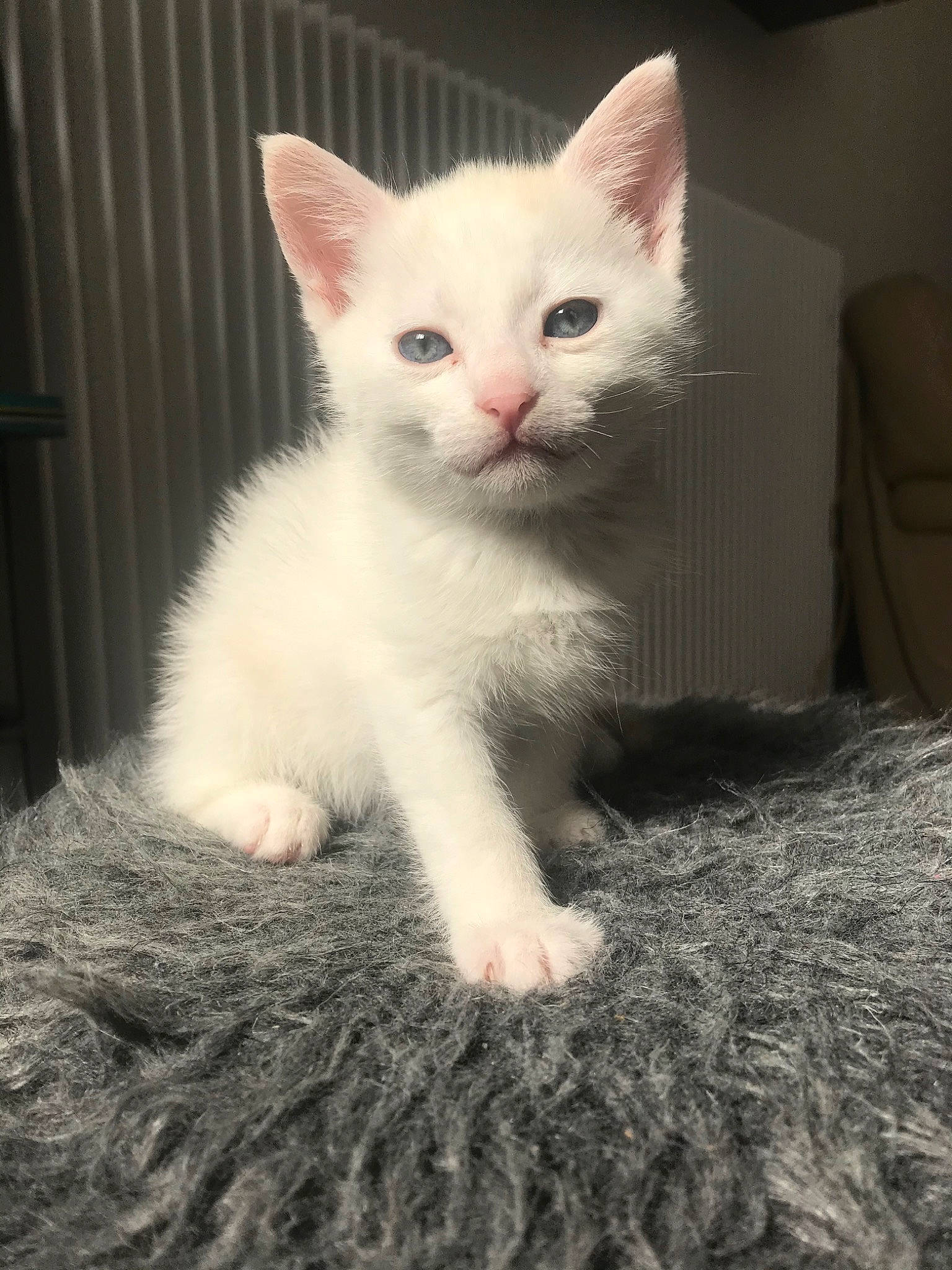 Snow a rejoint le concours — aidez-le/la à gagner de superbes lots ! burmilla, carnivore, cat, colorpoint_shorthair, domestic_short_haired_cat, eye, felidae, fur, german_rex, javanese, khao_manee, kitten, mammal, ojos_azules, ragdoll, small_to_medium_sized_cats, turkish_angora, turkish_van, vertebrate, whiskers