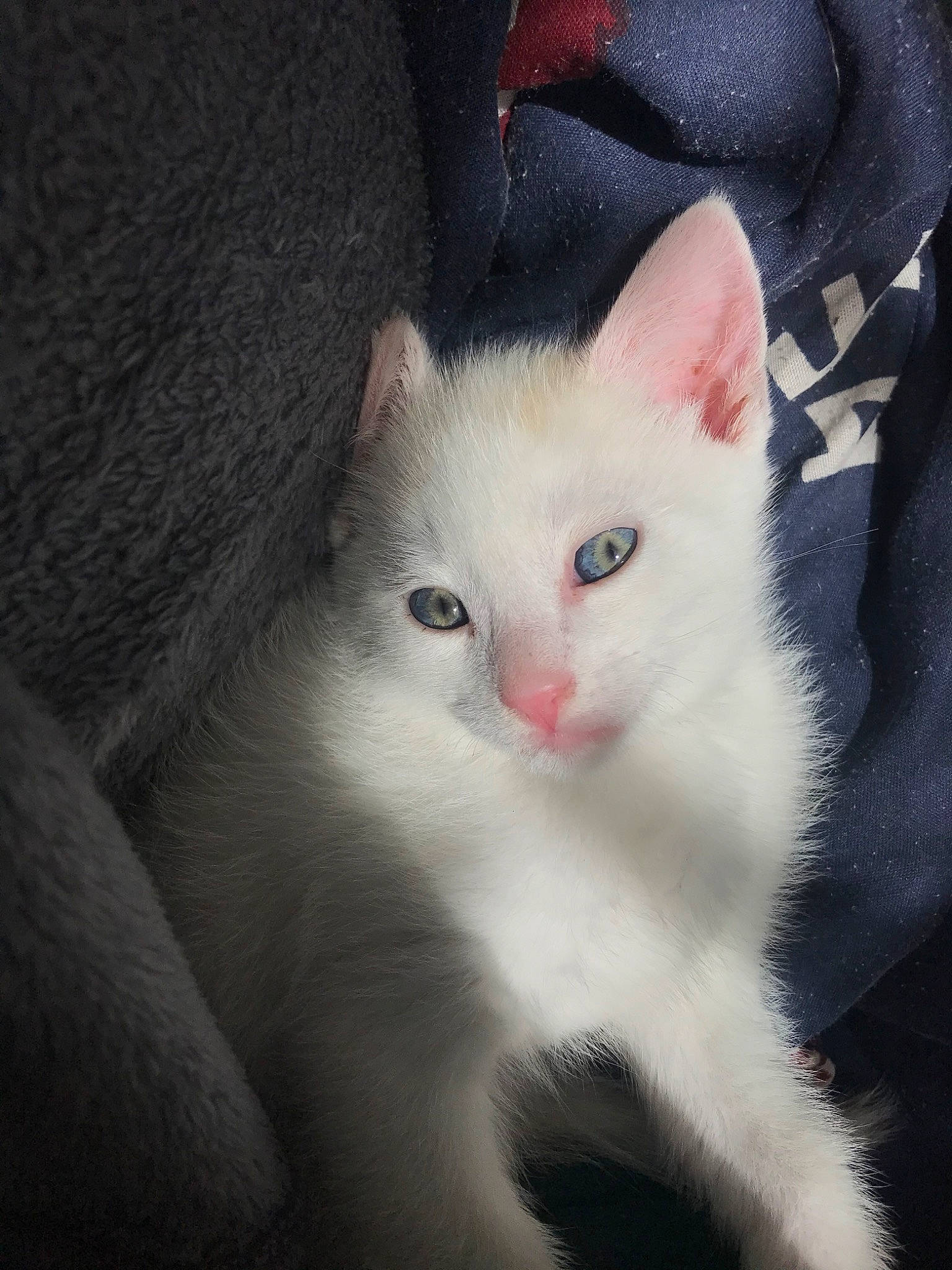 Snow a rejoint le concours — aidez-le/la à gagner de superbes lots ! aegean_cat, american_wirehair, burmilla, carnivore, cat, domestic_short_haired_cat, eye, felidae, fur, javanese, khao_manee, kitten, mammal, ojos_azules, ragdoll, small_to_medium_sized_cats, turkish_angora, turkish_van, vertebrate, whiskers