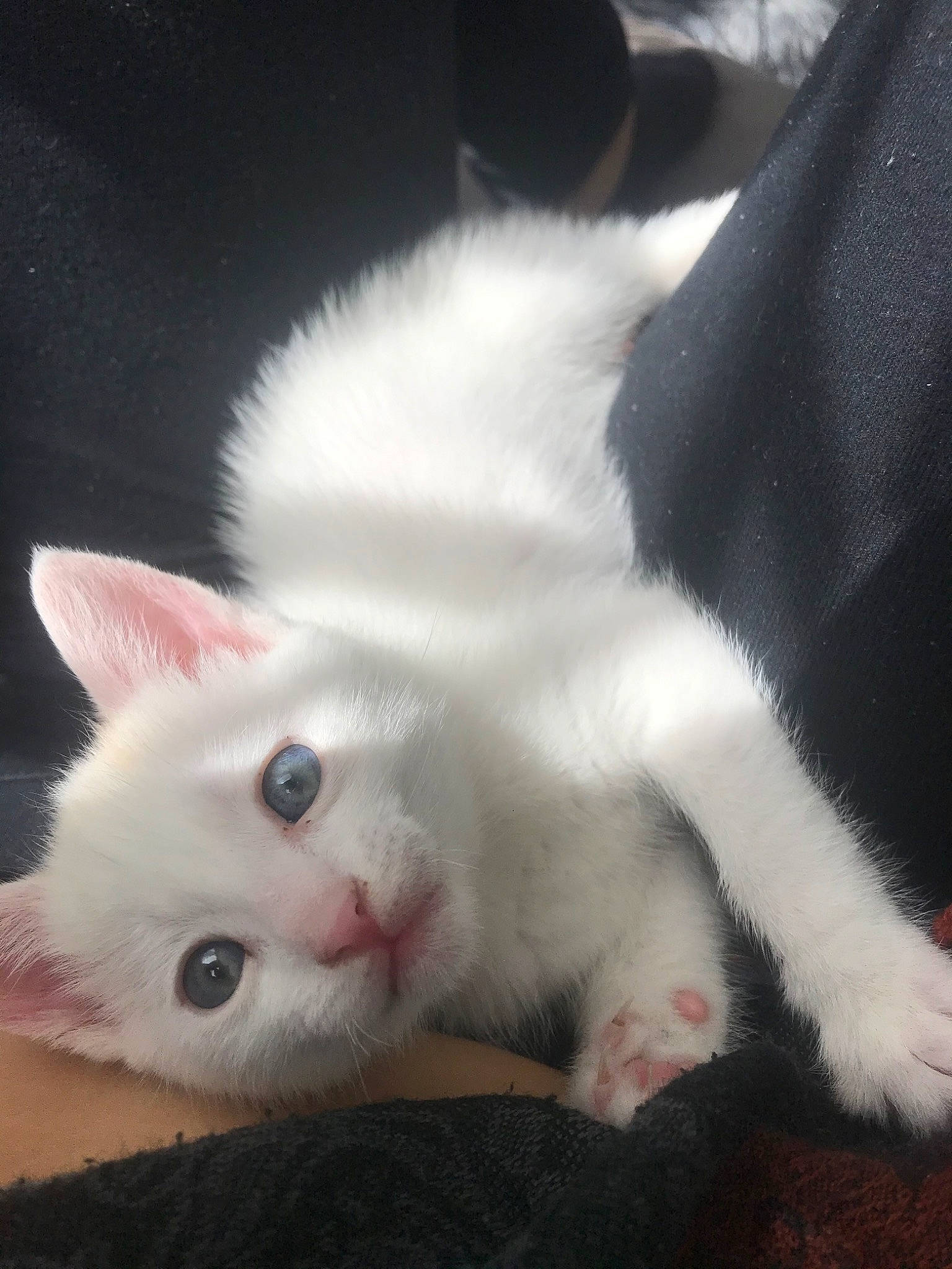 Snow participe au concours pour gagner de l'argent avec cette photo : burmilla, carnivore, cat, colorpoint_shorthair, eye, felidae, fur, khao_manee, kitten, mammal, nose, paw, polydactyl_cat, skin, small_to_medium_sized_cats, tail, turkish_angora, turkish_van, vertebrate, whiskers