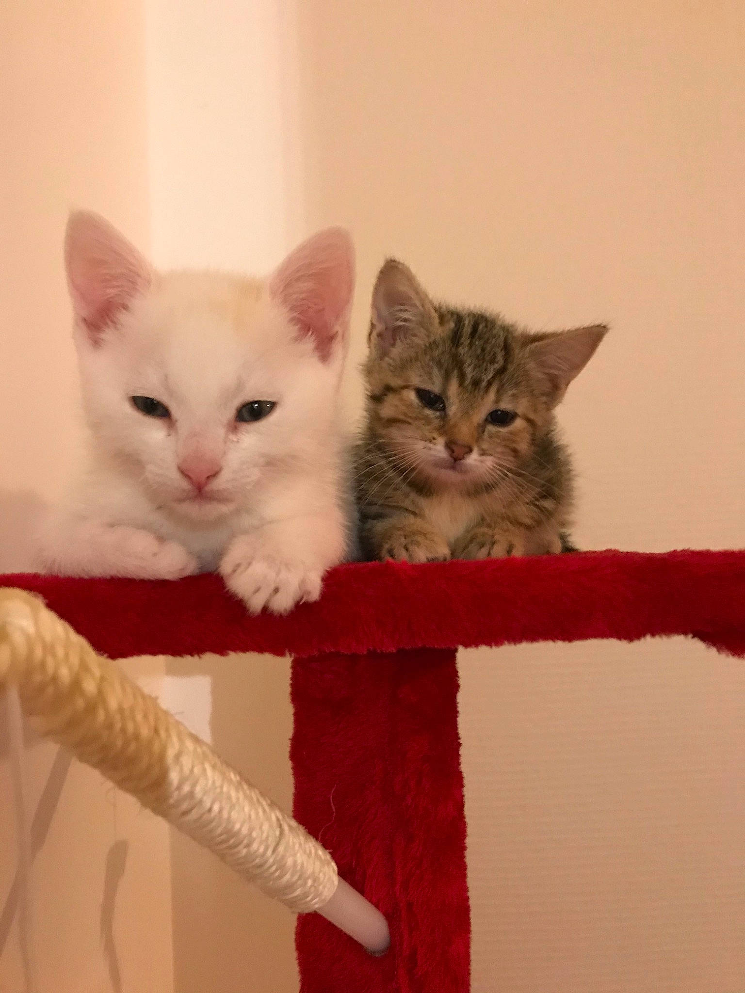 Fox a rejoint le concours — aidez-le/la à gagner de superbes lots ! aegean_cat, asian, british_semi_longhair, carnivore, cat, colorpoint_shorthair, domestic_short_haired_cat, european_shorthair, eye, felidae, kitten, mammal, ojos_azules, polydactyl_cat, ragdoll, small_to_medium_sized_cats, turkish_angora, turkish_van, vertebrate, whiskers