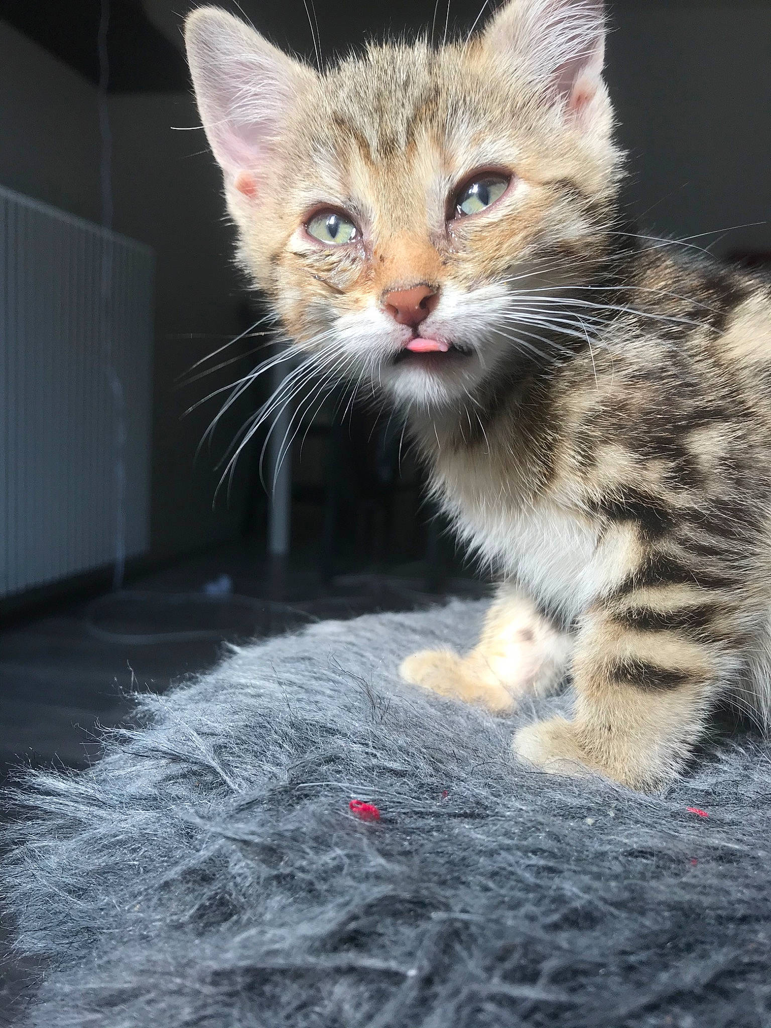 Fox participe au concours pour gagner de l'argent avec cette photo : aegean_cat, american_wirehair, asian, carnivore, cat, domestic_short_haired_cat, dragon_li, egyptian_mau, european_shorthair, felidae, kitten, mammal, pixie_bob, polydactyl_cat, small_to_medium_sized_cats, snout, tabby_cat, vertebrate, whiskers, wild_cat