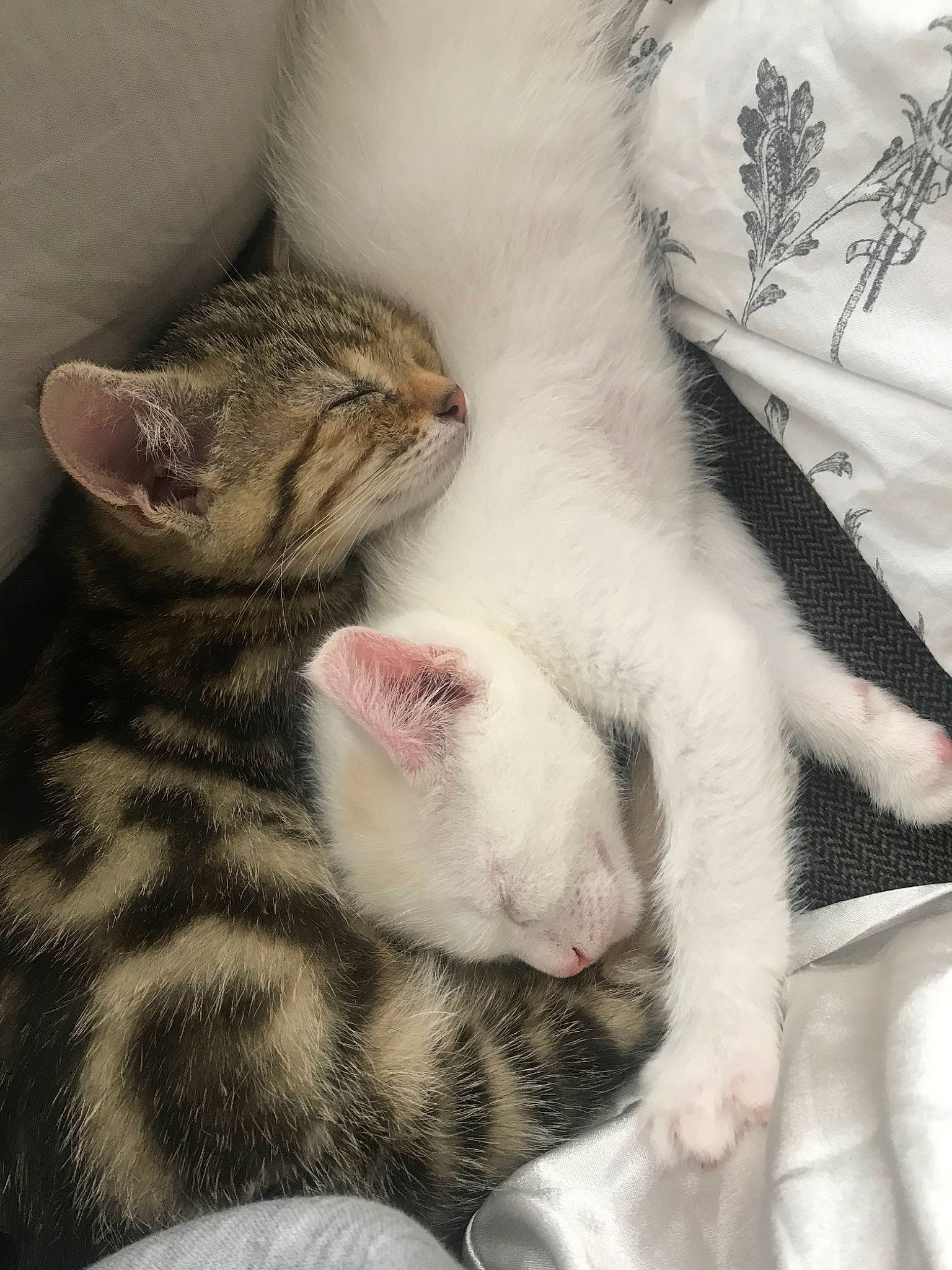 Fox a rejoint le concours — aidez-le/la à gagner de superbes lots ! aegean_cat, american_shorthair, american_wirehair, asian, carnivore, cat, domestic_short_haired_cat, european_shorthair, felidae, fur, kitten, mammal, nap, paw, polydactyl_cat, sleep, small_to_medium_sized_cats, snout, tabby_cat, whiskers