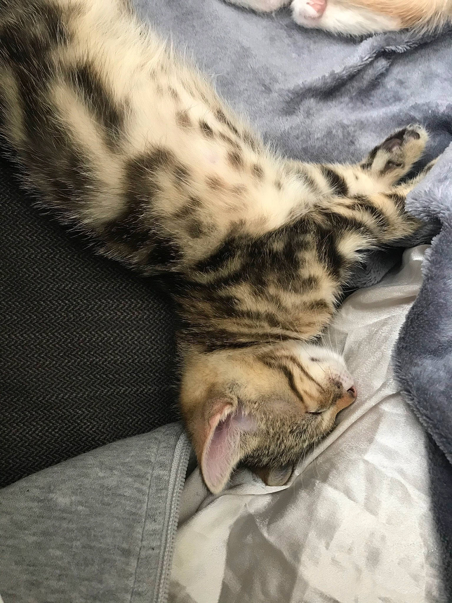 Fox a rejoint le concours — aidez-le/la à gagner de superbes lots ! american_shorthair, bengal, carnivore, cat, domestic_short_haired_cat, dragon_li, egyptian_mau, european_shorthair, fawn, felidae, fur, kitten, mammal, nap, ocicat, sleep, small_to_medium_sized_cats, snout, tabby_cat, whiskers