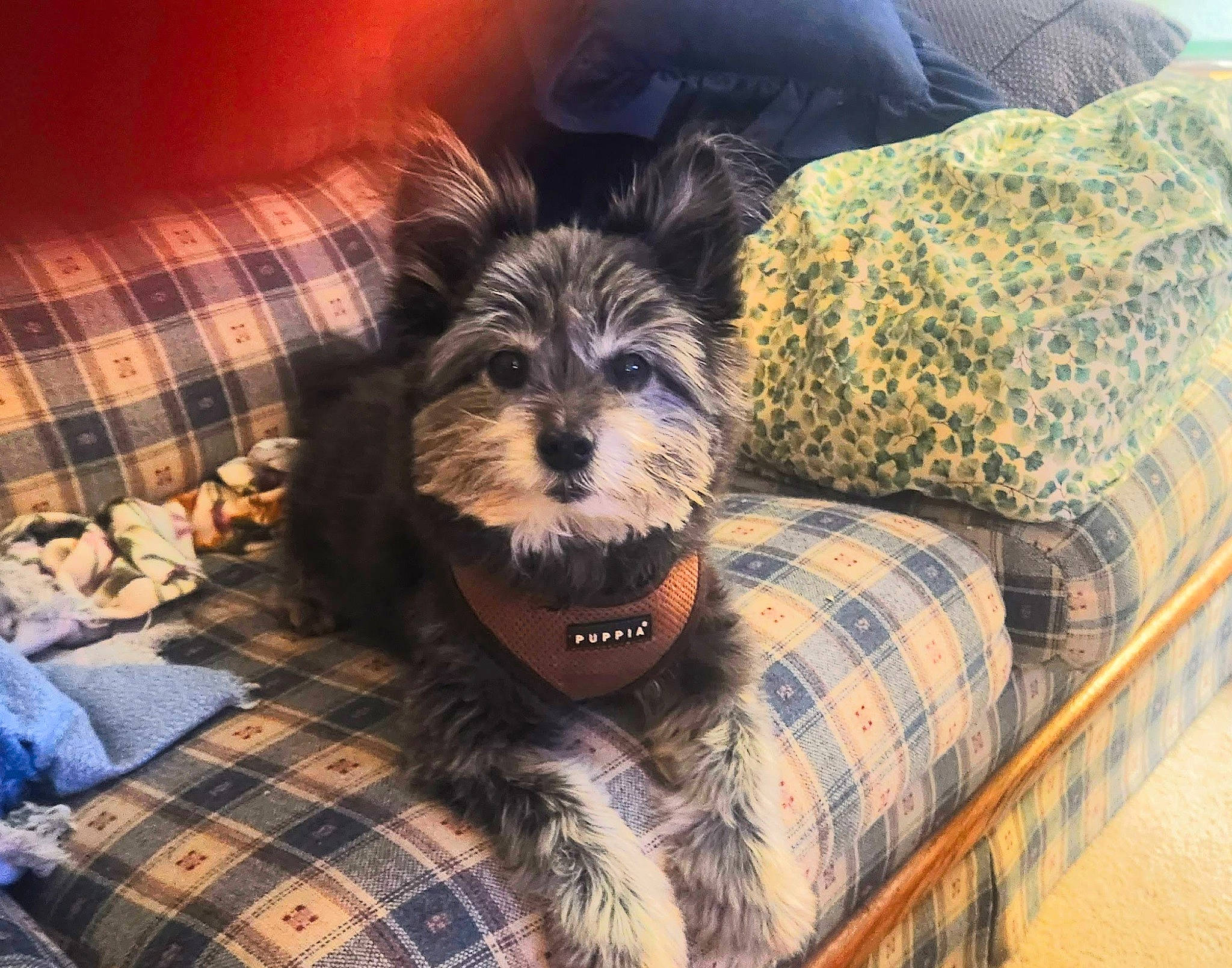 Buddy joined the competition — help win amazing prizes! canidae, carnivore, comfort, companion_dog, dog, dog_breed, dog_supply, fur, linens, liver, pattern, plaid, small_terrier, snout, sporting_group, tartan, terrier, toy_dog, wood, working_animal