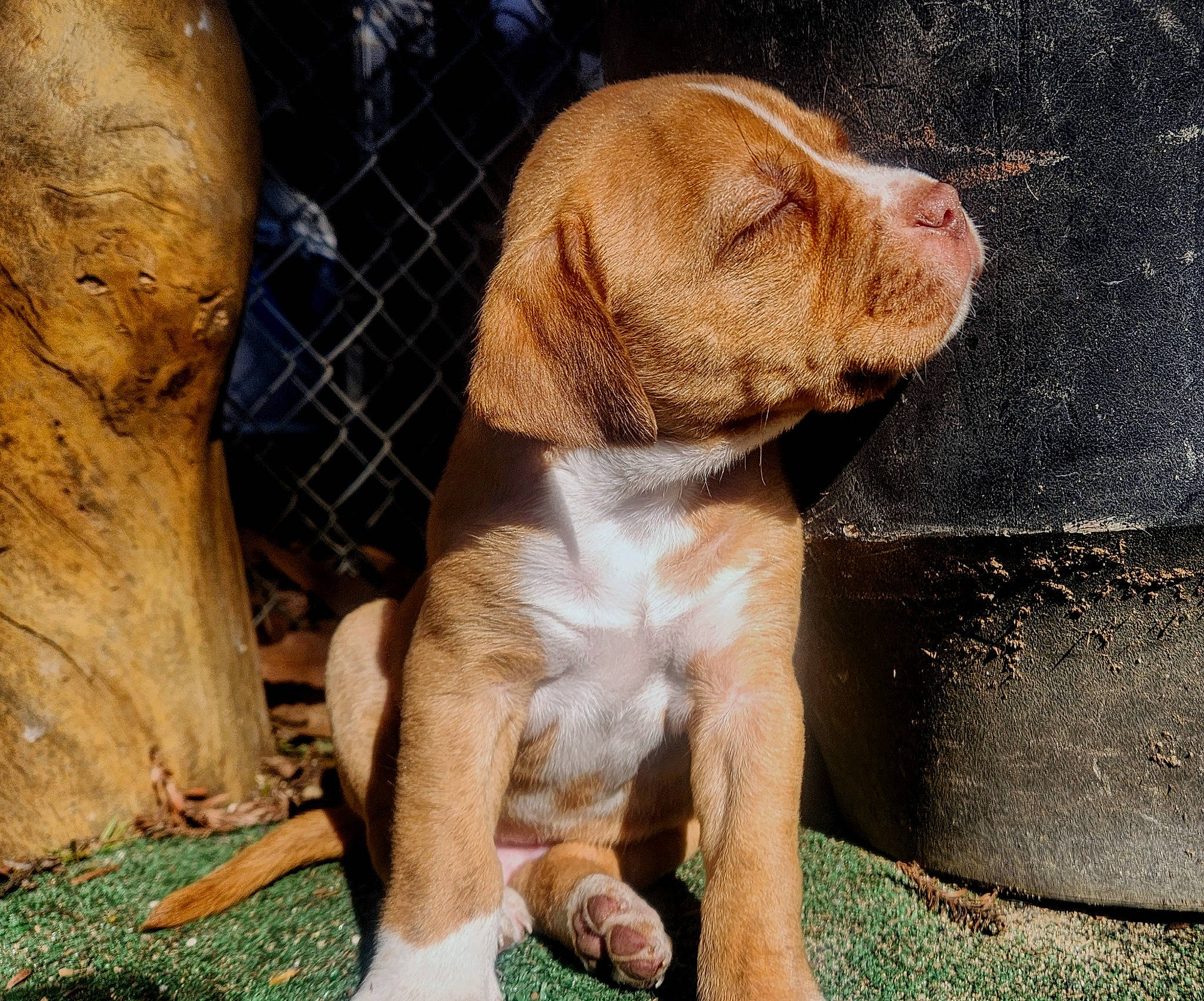 Dusty joined the competition — help win amazing prizes! canidae, carnivore, companion_dog, dog, dog_breed, fawn, gun_dog, hound, hunting_dog, liver, pet_supply, puppy, snout, sporting_group, terrestrial_animal, trunk, wildlife, wood, working_animal