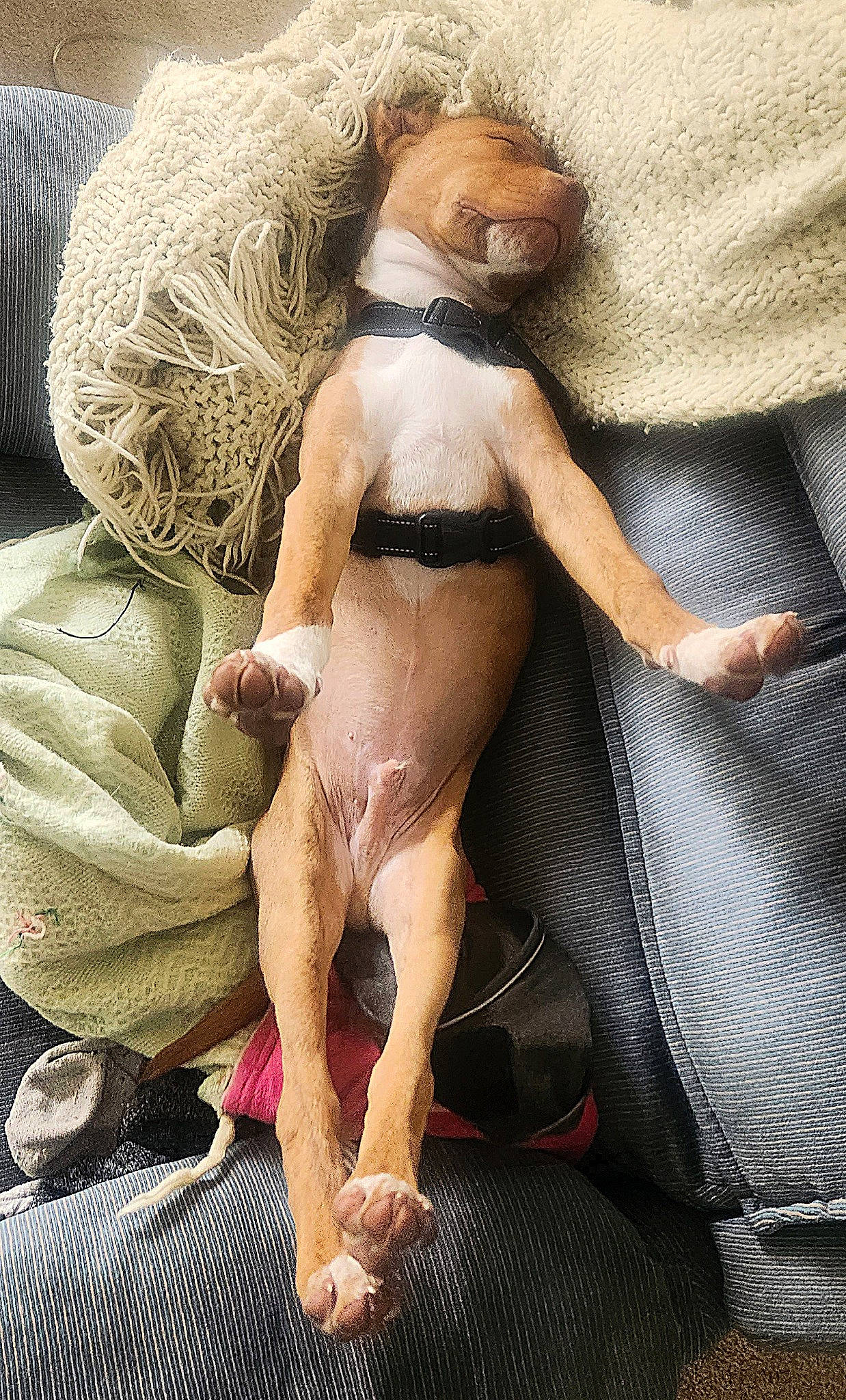 Dusty is registered to the contest to win money with this photo: abdomen, art, art_model, barechested, barefoot, blond, chest, comfort, fawn, flesh, foot, fur, human_body, human_leg, knee, linens, sitting, teddy_bear, thigh, trunk