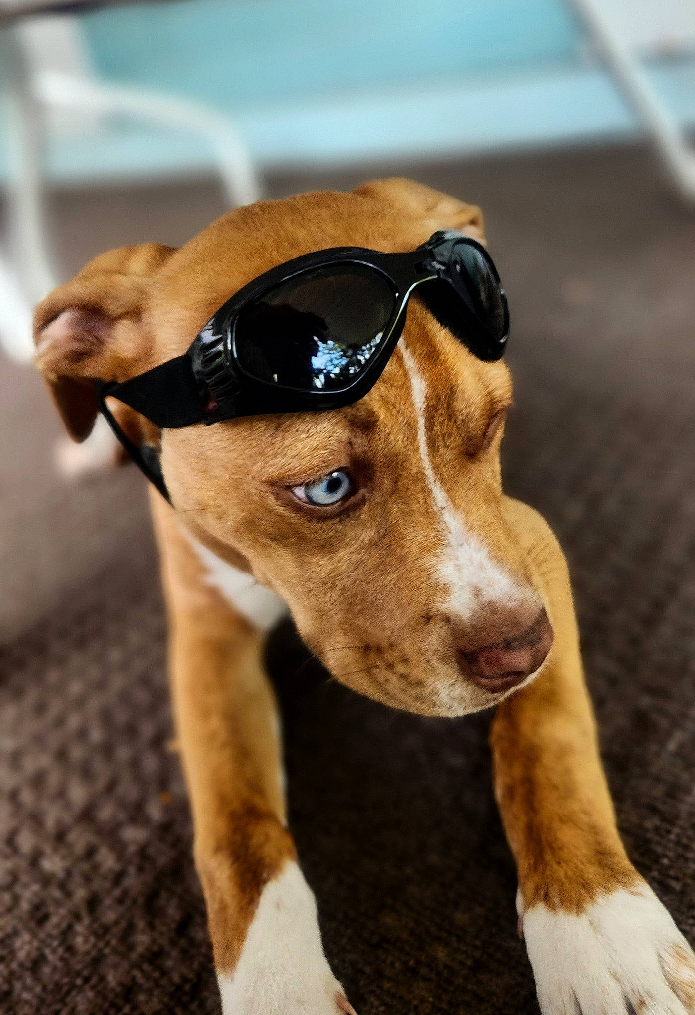 Dusty joined the competition — help win amazing prizes! canidae, carnivore, companion_dog, dog, dog_breed, eyewear, fawn, fur, snout, sporting_group, terrestrial_animal, whiskers, working_animal