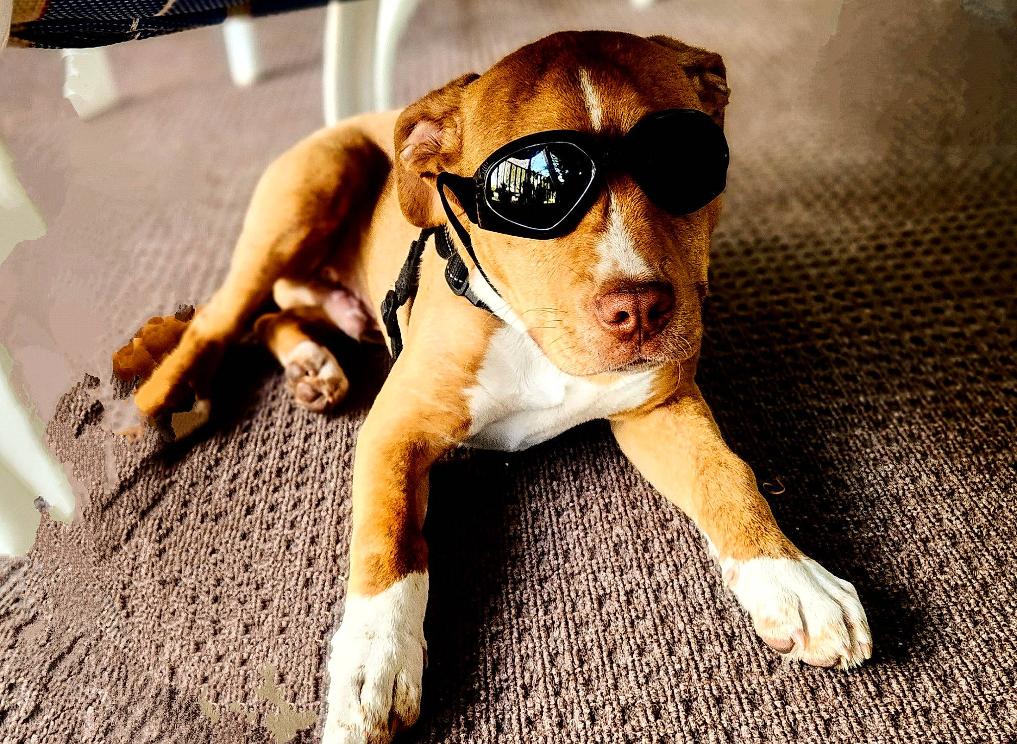 Dusty is registered to the contest to win money with this photo: carnivore, companion_dog, dog, dog_breed, doll, eye, eyewear, fawn, flooring, glasses, goggles, happy, head, snout, sunglasses, toy, vision_care, whiskers, wood, working_animal