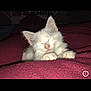 Stuart a rejoint le concours — aidez-le/la à gagner de superbes lots ! carnivoran, cat, cat_like_mammal, darkness, domestic_short_haired_cat, kitten, maine_coon, mammal, norwegian_forest_cat, paw, persian, small_to_medium_sized_cats, turkish_angora, vertebrate, whiskers, white