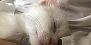 Stuart participe au concours pour gagner de l'argent avec cette photo : cat, cat_like_mammal, ear, gerbil, hamster, mammal, nose, rat, skin, small_to_medium_sized_cats, snout, vertebrate, whiskers