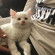 Stuart participe au concours pour gagner de l'argent avec cette photo : aegean_cat, burmilla, carnivoran, cat, cat_like_mammal, domestic_short_haired_cat, fur, khao_manee, kitten, paw, persian, ragdoll, small_to_medium_sized_cats, turkish_angora, turkish_van, vertebrate, whiskers