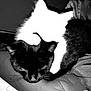 Stuart participe au concours pour gagner de l'argent avec cette photo : black, black_and_white, black_cat, carnivoran, cat, cat_like_mammal, darkness, fur, kitten, mammal, monochrome, monochrome_photography, photograph, photography, small_to_medium_sized_cats, snapshot, snout, vertebrate, whiskers, white