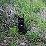 Neebler a rejoint le concours — aidez-le/la à gagner de superbes lots ! black_cat, cat, cat_like_mammal, fauna, grass, grass_family, plant, plant_community, small_to_medium_sized_cats, tree, whiskers, wildlife