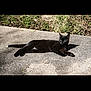 Neebler a rejoint le concours — aidez-le/la à gagner de superbes lots ! black_cat, carnivoran, cat, cat_like_mammal, fauna, grass, organism, shadow, small_to_medium_sized_cats, tail, tree, whiskers