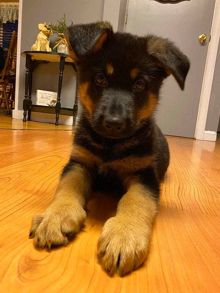 Max joined the competition — help win amazing prizes! bohemian_shepherd, canidae, carnivore, companion_dog, dog, dog_breed, german_shepherd_dog, lapponian_herder, mammal, puppy, rare_breed_dog, snout, vertebrate