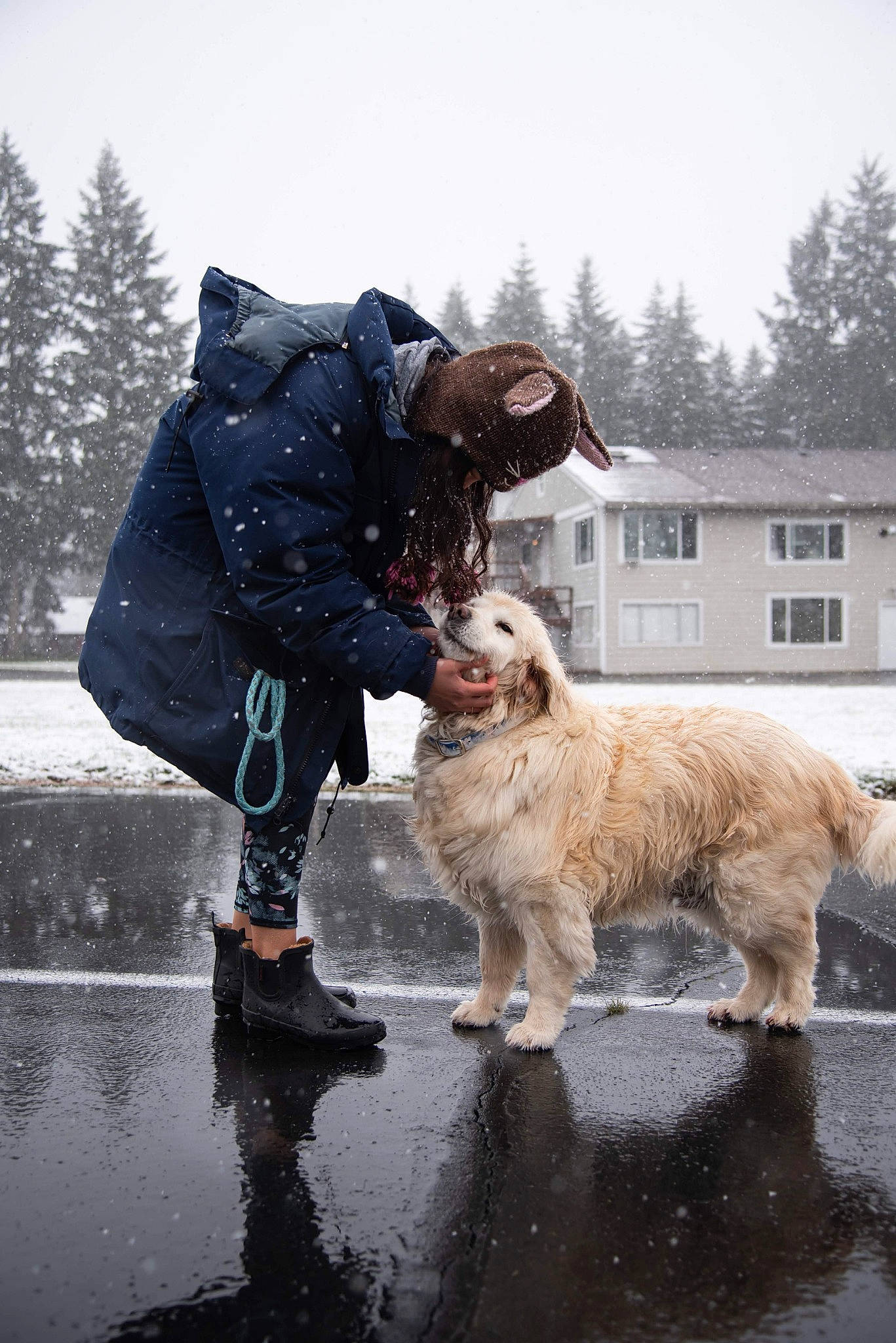 Cami joined the competition — help win amazing prizes! canidae, carnivore, dog, dog_breed, dog_walking, freezing, fur, golden_retriever, hovawart, mammal, retriever, snow, sporting_group, vertebrate, winter