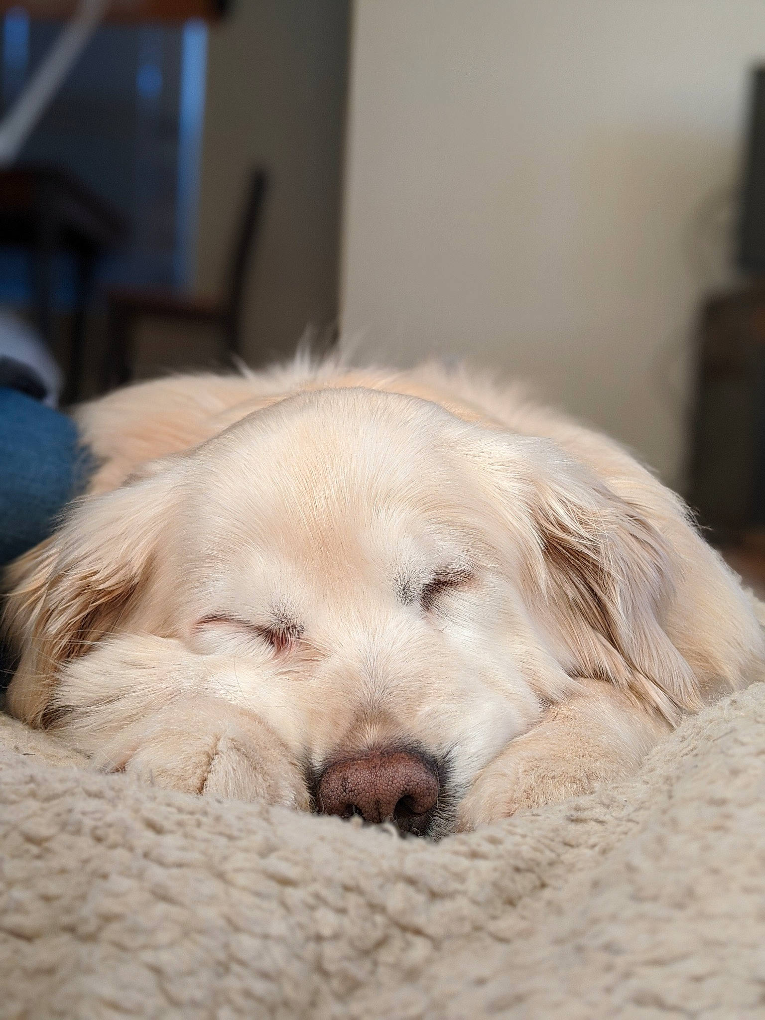 Cami is registered to the contest to win money with this photo: canidae, carnivore, companion_dog, dog, dog_breed, eye, fur, golden_retriever, great_pyrenees, livestock_guardian_dog, mammal, maremma_sheepdog, nap, nose, puppy, puppy_love, retriever, snout, sporting_group, vertebrate